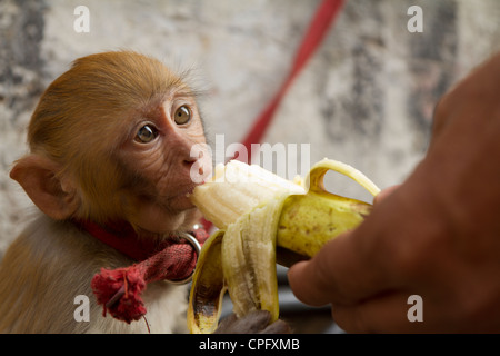 Singe bébé manger une banane Banque D'Images