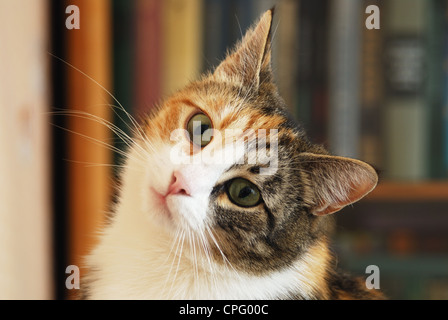 Sweet kitty regardez, portrait visage Banque D'Images