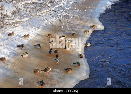 Canards sur la glace de la rivière en hiver Banque D'Images