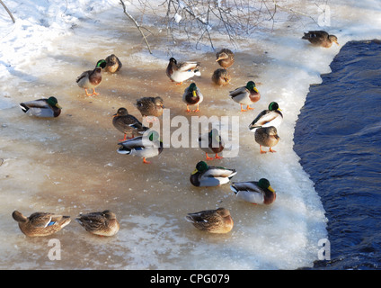 Canards sur la glace de la rivière en hiver Banque D'Images