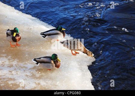 Canards sur la glace de la rivière en hiver Banque D'Images