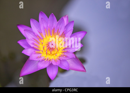 Blue Star water lily, ou la fleur de lotus bleu, Nymphaea stellata, fleur nationale du Sri Lanka, l'Asie, Banque D'Images