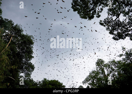 Flying fox-indienne ou indien, une plus grande Roussette Pteropus giganteus, voler haut dans le ciel au-dessus du Jardin botanique royal, Kandy Banque D'Images