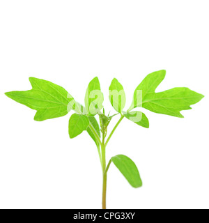 Plant de tomate isolated on white Banque D'Images