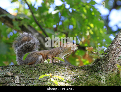 L'Écureuil gris (Sciurus carolinensis) dans un arbre dans le jardin de Boschendal wine estate à Franschhoek. Banque D'Images