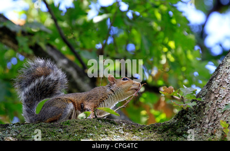 L'Écureuil gris (Sciurus carolinensis) dans un arbre dans le jardin de Boschendal wine estate à Franschhoek. Banque D'Images