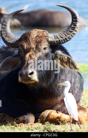 Buffle d'Asie intérieure, Bubalus bubalis, et l'aigrette, parc national de Yala, au Sri Lanka, en Asie Banque D'Images