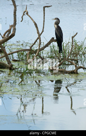 Anhinga Melanogaster Darter, indiennes, parc national de Yala, au Sri Lanka, en Asie Banque D'Images