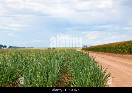 Lignes d'oignons à côté d'un champ de maïs à maturité dans le centre du Colorado, USA Banque D'Images