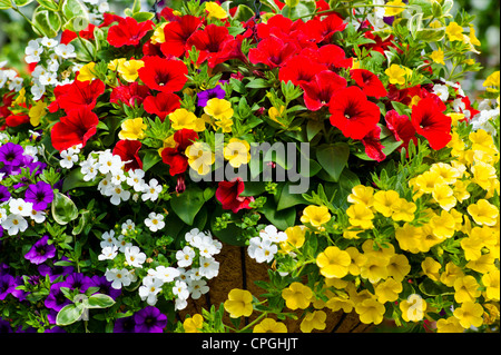 Fleurs de printemps frais et plantes suspendues à la vente à une petite ville pépinière. Banque D'Images