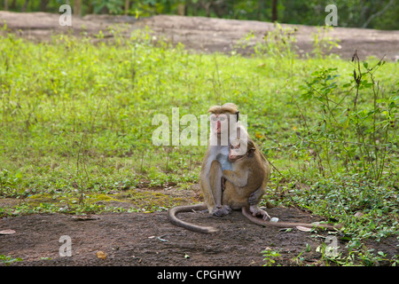 La mère et l'enfant Toque macaque, Macaca sinica, Lion Rock Fortress, UNESCO World Heritage Site, Sigiriya, Sri Lanka, Asie Banque D'Images