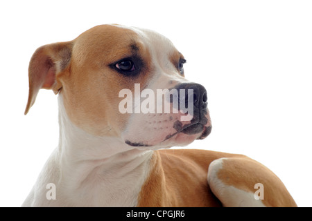Portrait d'un bulldog américain pur-sang sur un fond blanc Banque D'Images