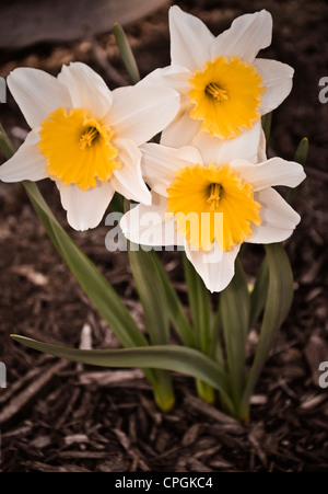 Des fleurs de printemps en fleurs dans le jardin. Banque D'Images