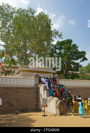 Pèlerins bouddhistes visiter Sri Maha Bodhi, arbre de bodhi sacré planté en 249 avant J.-C., UNESCO World Heritage Site, Anuradhapura, Sri Lanka Banque D'Images