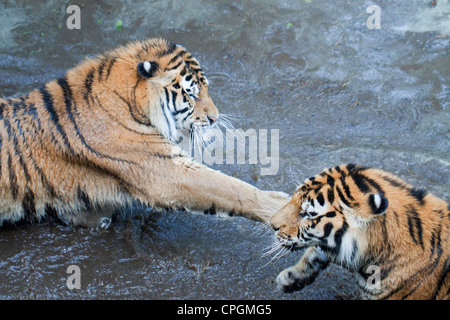 Deux tigres de Sibérie jouant dans l'eau peu profonde Banque D'Images