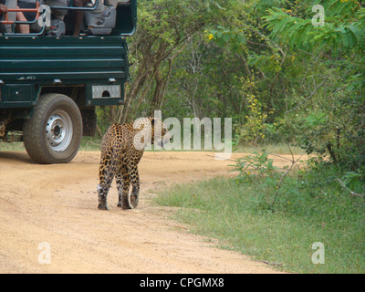 Léopard mâle, parc national de Yala, au Sri Lanka, en Asie Banque D'Images