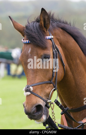 Close up d'un des chevaux de course de coupe à une réunion d'obstacles Banque D'Images