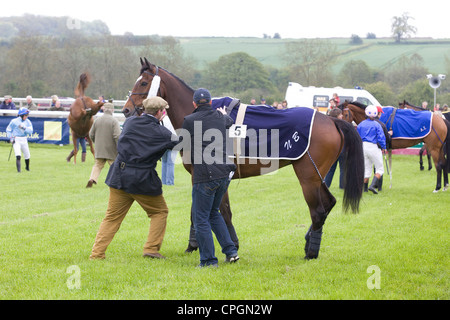 Le marié se prépare à prendre son tapis avant le jockey monte avec un cheval bucking en arrière-plan Banque D'Images