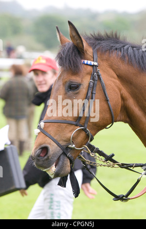 Chevaux de course Head dans le joint torique dans l'Oxfordshire Banque D'Images