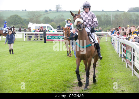 Chevaux de course descendre vers la ligne de départ d'une course en Angleterre Banque D'Images