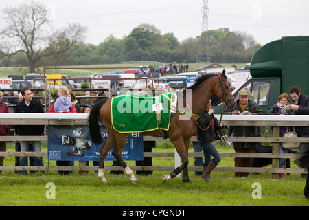 Chevaux de course menée autour de l'anneau pour recueillir un steeple Banque D'Images