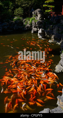 Koi Orange poisson qui nage à la surface d'un étang avec des jardins de Yuyuan pagode et roches à Shanghai République populaire de Chine Banque D'Images