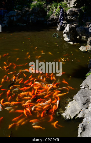 Golf Koi Fish sur la surface d'un étang avec des jardins de Yuyuan écrémage gardien quitte à Shanghai, République populaire de Chine Banque D'Images