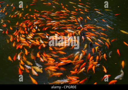 Entourant l'alimentation des poissons Koi sur la surface d'aYuyuan Gardens étang à Shanghai, République populaire de Chine Banque D'Images