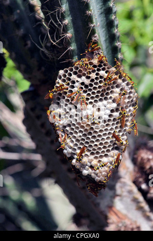 PUERTO RICO les abeilles indigènes sauvages autour d'une ruche sur un cactus Banque D'Images