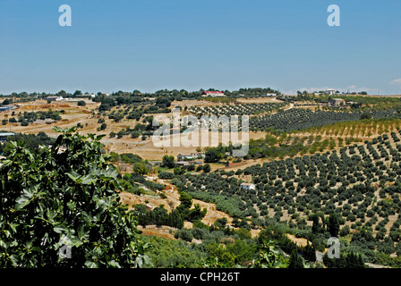 Vue sur les oliveraies et la campagne, Ubeda, province de Jaén, Andalousie, Espagne, Europe de l'Ouest. Banque D'Images