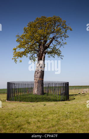 La Royal Oak à Boscobel (un descendant du chêne que Charles II caché dans) à Boscobel House, Shropshire (terre) sur le libre accès Banque D'Images