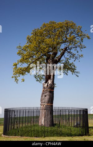 La Royal Oak à Boscobel (un descendant du chêne que Charles II caché dans) à Boscobel House, Shropshire (terre) sur le libre accès Banque D'Images