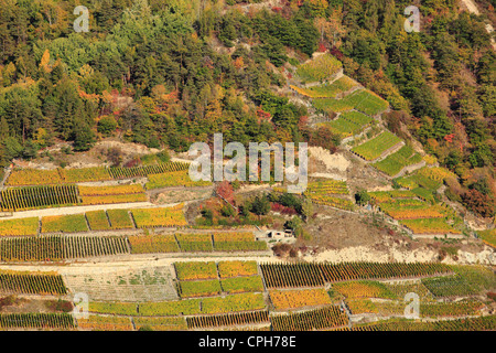 Culture, Eringer, vallée, automne, of Euseigne couleur Automne, couleurs de l'automne, de l'agriculture, le motif, la nature, les vignobles, les vignes t Banque D'Images