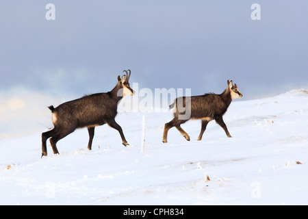 Alpes, alpine, la faune, la faune alpine, chamois des Alpes, la faune de montagne, montagnes, chamois, Creux du Van, la glace, la faune, chamois, m Banque D'Images