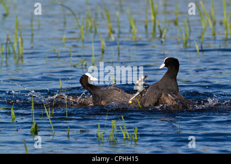 Deux Foulque macroule (Fulica atra), Combats, Cambridgeshire Banque D'Images