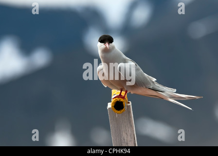 Sterne arctique Sterna paradisaea Woodfjorden Spitzberg Norvège Banque D'Images