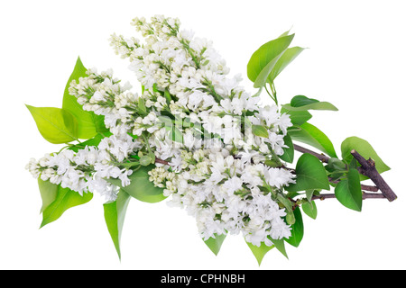 Lilas blanc isolé les branches avec des fleurs et des feuilles Banque D'Images