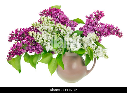 Lilas pourpre blanc isolé les branches avec des fleurs et feuilles dans jug Banque D'Images