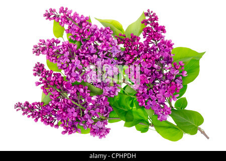 Printemps mauve lilas avec des feuilles branches isolées studio shot haute résolution Banque D'Images