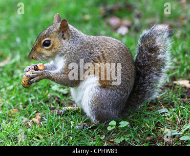 Gros plan d'un écureuil gris (Sciurus carolinensis) manger une noix Banque D'Images