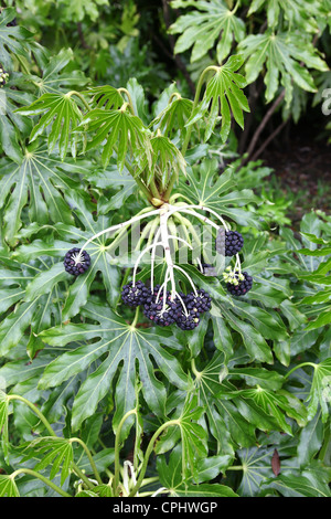 Une plante à huile de ricin faux (Fatsia japonica) avec des têtes de graines violettes mûres, Angleterre, Royaume-Uni Banque D'Images