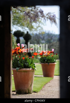 Tulipes dans un pot dans un jardin Anglais UK Banque D'Images