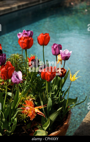 Tulipes dans un pot par une pièce d'eau dans un jardin Anglais UK Banque D'Images