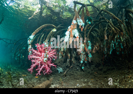 L'eau bleu - mangrove de coraux mous et d'invertébrés qui poussent sur les racines. Raja Ampat, en Indonésie. Banque D'Images
