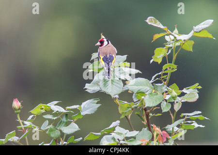 Goldfinch Carduelis caduelis (Fringillidae) Banque D'Images