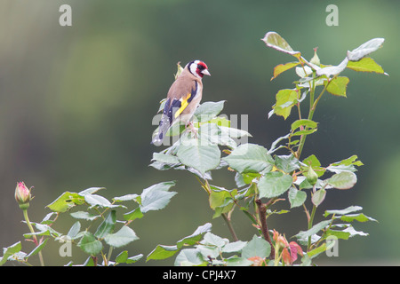 Goldfinch Carduelis caduelis (Fringillidae) Banque D'Images