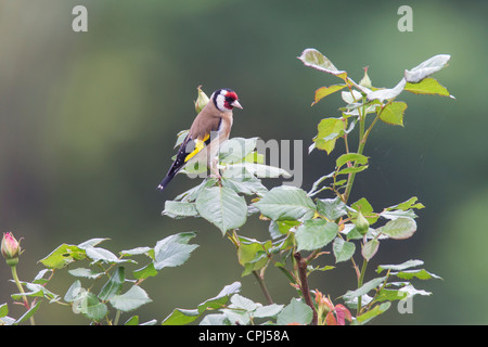 Goldfinch Carduelis caduelis (Fringillidae) Banque D'Images