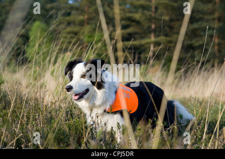 Search and Rescue Dog adulte seul dans un champ de travail UK Banque D'Images