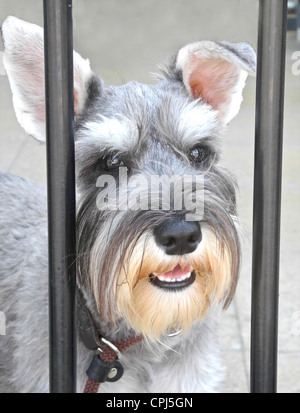 Le Schnauzer nain est une race de petit chien de la Schnauzer, né en Allemagne dans le milieu à la fin du xixe siècle Banque D'Images