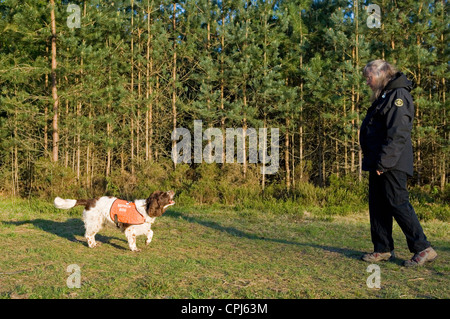 Search and Rescue Dog adulte seul propriétaire d'alerte UK Banque D'Images